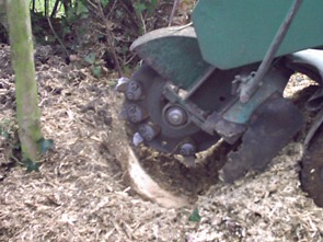 Stump grinder in operation